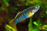 Mogurnda mogurnda im Aquarium halten (Einrichtungsbeisiele für Australische Tüpfelgrundel)