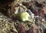Monetaria moneta im Aquarium halten (Einrichtungsbeispiele für Geld Kaurischnecke) Monetaria moneta im Aquarium halten (Einrichtungsbeispiele für Geld Kaurischnecke)
