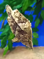 Monocirrhus polyacanthus im Aquarium halten (Einrichtungsbeispiele für Blattfische) Monocirrhus polyacanthus im Aquarium halten (Einrichtungsbeispiele für Blattfische)