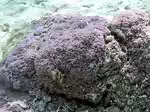 Montipora nodosa im Aquarium halten (Einrichtungsbeispiele für Kleinpolypige Steinkoralle)