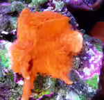 Montipora setosa im Aquarium halten (Einrichtungsbeispiele für Kleinpolypige Steinkoralle) Montipora setosa im Aquarium halten (Einrichtungsbeispiele für Kleinpolypige Steinkoralle)