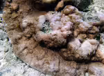 Montipora venosa im Aquarium halten (Einrichtungsbeispiele für Kleinpolypige Steinkoralle) Montipora venosa im Aquarium halten (Einrichtungsbeispiele für Kleinpolypige Steinkoralle)