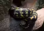 Morelia spilota im Terrarium halten (Rautenpython) Morelia spilota im Terrarium halten (Rautenpython)
