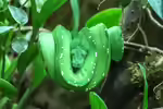 Morelia viridis im Terrarium halten (Einrichtungsbeispiele für Grüner Baumpython) Morelia viridis im Terrarium halten (Einrichtungsbeispiele für Grüner Baumpython)