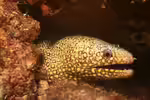 Muraena lentiginosa im Aquarium halten (Einrichtungsbeispiele für Juwelen Muräne) Muraena lentiginosa im Aquarium halten (Einrichtungsbeispiele für Juwelen Muräne)