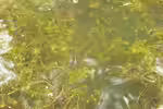Myriophyllum spicatum im Gartenteich pflegen (Einrichtungsbeispiele für Ähriges Tausendblatt)