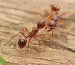 Myrmica rubra im Formicarium halten (Einrichtungsbeispiele für Rote Gartenameise) Myrmica rubra im Formicarium halten (Einrichtungsbeispiele für Rote Gartenameise)