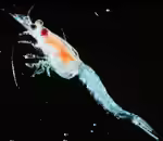 Mysis als Futter für Fische (Zierfischfutter Mysis)