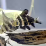 Myxocyprinus asiaticus im Aquarium halten (Einrichtungsbeispiele für Wimpelkarpfen) Myxocyprinus asiaticus im Aquarium halten (Einrichtungsbeispiele für Wimpelkarpfen)