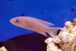 Neolamprologus gracilis im Aquarium halten (Einrichtungsbeispiele für Gracilis-Buntbarsch) Neolamprologus gracilis im Aquarium halten (Einrichtungsbeispiele für Gracilis-Buntbarsch)