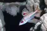 Neoniphon sammara im Aquarium halten (Einrichtungsbeispiele für Blutfleck-Husar) Neoniphon sammara im Aquarium halten (Einrichtungsbeispiele für Blutfleck-Husar)
