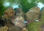 Neonsalmler im Aquarium halten (Einrichtungsbeispiele für Neonfische)