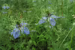 Nigella arvensis im Garten pflanzen (Einrichtungsbeispiele mit Acker-Schwarzkümmel) Nigella arvensis im Garten pflanzen (Einrichtungsbeispiele mit Acker-Schwarzkümmel)