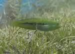 Novaculoides macrolepidotus im Aquarium halten (Einrichtungsbeispiele für Seegrass-Lippfisch) Novaculoides macrolepidotus im Aquarium halten (Einrichtungsbeispiele für Seegrass-Lippfisch)