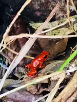 Oophaga speciosa im Terrarium halten (Einrichtungsbeispiele für Glanzbaumsteiger)