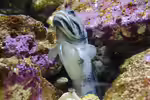Opistognathus muscatensis im Aquarium halten (Einrichtungsbeispiele für Muscat Brunnenbauer) Opistognathus muscatensis im Aquarium halten (Einrichtungsbeispiele für Muscat Brunnenbauer)
