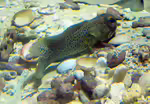 Opistognathus punctatus im Aquarium halten (Einrichtungsbeispiele für Feingepunkteter Kieferfisch) Opistognathus punctatus im Aquarium halten (Einrichtungsbeispiele für Feingepunkteter Kieferfisch)