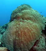 Orbicella faveolata im Aquarium halten (Einrichtungsbeispiele für Bergige Sternkoralle) Orbicella faveolata im Aquarium halten (Einrichtungsbeispiele für Bergige Sternkoralle)