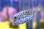 Ostracion rhinorhynchos im Aquarium halten (Einrichtungsbeispiele für Nashorn-Kofferfisch)