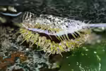 Oulactis muscosa im Aquarium halten (Einrichtungsbeispiele für Gesprenkelte Sandanemone)