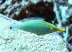 Oxymonacanthus longirostris im Aquarium halten (Einrichtungsbeispiele für Orangeflecken-Feilenfisch) Oxymonacanthus longirostris im Aquarium halten (Einrichtungsbeispiele für Orangeflecken-Feilenfisch)