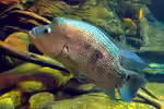 Parachromis dovii im Aquarium halten (Einrichtungsbeispiele für Leopardenbuntbarsch)