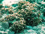 Pavona divaricata im Aquarium halten (Einrichtungsbeispiele für Großpolypige Steinkoralle) Pavona divaricata im Aquarium halten (Einrichtungsbeispiele für Großpolypige Steinkoralle)