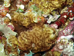 Pavona venosa im Aquarium halten (Einrichtungsbeispiele für Großpolypige Steinkoralle) Pavona venosa im Aquarium halten (Einrichtungsbeispiele für Großpolypige Steinkoralle)