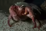 Petrochirus diogenes im Aquarium halten (Einrichtungsbeispiele für Riesen-Einsiedlerkrebs) Petrochirus diogenes im Aquarium halten (Einrichtungsbeispiele für Riesen-Einsiedlerkrebs)