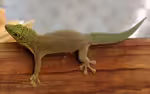Phelsuma standingi im Terrarium halten (Einrichtungsbeispiele für Querstreifen-Taggecko)