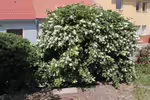 Philadelphus coronarius im Garten pflanzen (Einrichtungsbeispiele mit Europäischer Pfeifenstrauch) Philadelphus coronarius im Garten pflanzen (Einrichtungsbeispiele mit Europäischer Pfeifenstrauch)