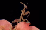 Phyllocrania paradoxa im Terrarium halten (Einrichtungsbeispiele für Geistermantis) Phyllocrania paradoxa im Terrarium halten (Einrichtungsbeispiele für Geistermantis)