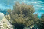Plexaura homomalla im Aquarium halten (Einrichtungsbeispiele für Schwarze Seerute)