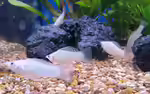 Poecilia latipinna im Aquarium halten (Einrichtungsbeispiele für Breitflossenkärpfling)