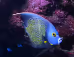 Pomacanthus paru im Aquarium halten (Einrichtungsbeispiele für Franzosen-Kaiserfisch) Pomacanthus paru im Aquarium halten (Einrichtungsbeispiele für Franzosen-Kaiserfisch)