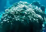 Porites australiensis im Aquarium halten (Einrichtungsbeispiele für Kleinpolypige Steinkoralle)