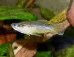 Einrichtungsbeispiele für die Haltung von Priapella intermedia (Leuchtaugenkärpfling) im Aquarium Einrichtungsbeispiele für die Haltung von Priapella intermedia (Leuchtaugenkärpfling) im Aquarium