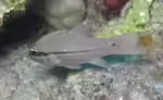 Pristiapogon fraenatus im Aquarium halten (Einrichtungsbeispiele für Spornbacken-Kardinalbarsch)