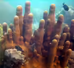 Psammocora digitata im Aquarium halten (Einrichtungsbeispiele für Kleinpolypige Steinkoralle) Psammocora digitata im Aquarium halten (Einrichtungsbeispiele für Kleinpolypige Steinkoralle)