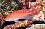 Pseudanthias lori im Aquarium halten (Einrichtungsbeispiele für Loris Fahnenbarsch) Pseudanthias lori im Aquarium halten (Einrichtungsbeispiele für Loris Fahnenbarsch)