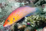 Pseudocheilinus dispilus im Aquarium halten (Einrichtungsbeispiele für Zweifleck-Réunion-Lippfisch) Pseudocheilinus dispilus im Aquarium halten (Einrichtungsbeispiele für Zweifleck-Réunion-Lippfisch)