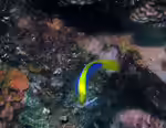 Pseudochromis flavivertex im Aquarium halten (Einrichtungsbeispiele für Gelbrücken-Zwergbarsch) Pseudochromis flavivertex im Aquarium halten (Einrichtungsbeispiele für Gelbrücken-Zwergbarsch)