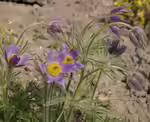 Pulsatilla vulgaris im Garten pflanzen (Einrichtungsbeispiele mit Gewöhnliche Kuhschelle) Pulsatilla vulgaris im Garten pflanzen (Einrichtungsbeispiele mit Gewöhnliche Kuhschelle)