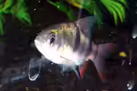Puntius everetti im Aquarium halten (Einrichtungsbeispiele für Clownbarben) Puntius everetti im Aquarium halten (Einrichtungsbeispiele für Clownbarben)