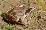 Rana dalmatina im Gartenteich (Einrichtungsbeispiele mit Springfröschen) Rana dalmatina im Gartenteich (Einrichtungsbeispiele mit Springfröschen)