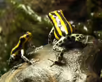 Ranitomeya lamasi im Terrarium halten (Einrichtungsbeispiele für Pasco Baumsteiger) Ranitomeya lamasi im Terrarium halten (Einrichtungsbeispiele für Pasco Baumsteiger)