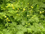 Ranunculus lanuginosus im Garten pflanzen (Einrichtungsbeispiele mit Wolliger Hahnenfuß) Ranunculus lanuginosus im Garten pflanzen (Einrichtungsbeispiele mit Wolliger Hahnenfuß)