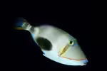 Rhinecanthus verrucosus im Aquarium halten (Einrichtungsbeispiele für Bauchfleck-Drückerfisch) Rhinecanthus verrucosus im Aquarium halten (Einrichtungsbeispiele für Bauchfleck-Drückerfisch)