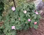 Rosa villosa im Garten pflanzen (Einrichtungsbeispiele mit Apfelrose)