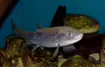 Salmo trutta im Teich halten (Einrichtungsbeispiele mit Forellen) Salmo trutta im Teich halten (Einrichtungsbeispiele mit Forellen)